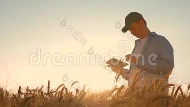 一个有平板电脑的商人在田间研究小麦作物。 日落时分，农夫在麦田里用平板电脑<strong>干活</strong>